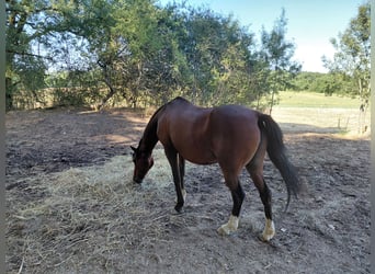Poni alemán, Yegua, 18 años, 148 cm, Castaño oscuro