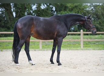 Poni alemán, Yegua, 19 años, 153 cm, Castaño oscuro