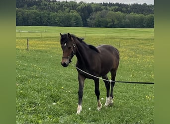 Poni alemán Mestizo, Yegua, 1 año, 130 cm, Castaño