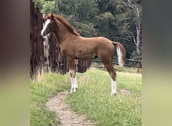 Poni alemán, Yegua, 1 año, 139 cm, Alazán
