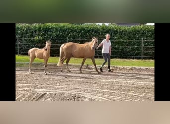 Poni alemán, Yegua, 1 año, 143 cm, Buckskin/Bayo