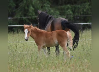 Poni alemán, Yegua, 1 año, 143 cm, Palomino