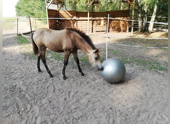 Poni alemán, Yegua, 1 año, 145 cm, Buckskin/Bayo