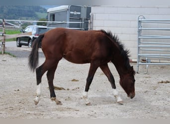 Poni alemán Mestizo, Yegua, 1 año, 148 cm, Castaño