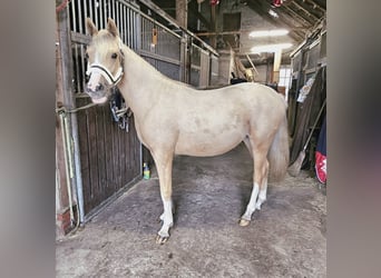 Poni alemán, Yegua, 1 año, 148 cm, Palomino