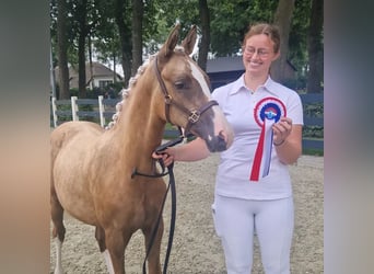 Poni alemán, Yegua, 1 año, 148 cm, Palomino