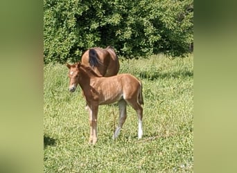Poni alemán, Yegua, 1 año, Alazán