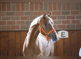 Poni alemán, Yegua, 1 año, Alazán