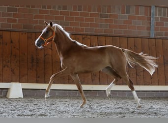 Poni alemán, Yegua, 1 año, Alazán