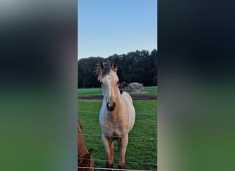Poni alemán, Yegua, 1 año, Buckskin/Bayo