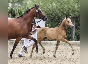 Poni alemán, Yegua, 1 año, Buckskin/Bayo