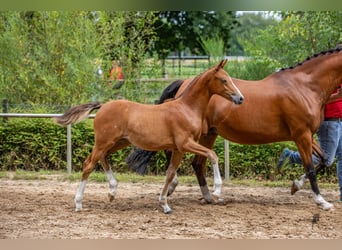 Poni alemán, Yegua, 1 año, Castaño
