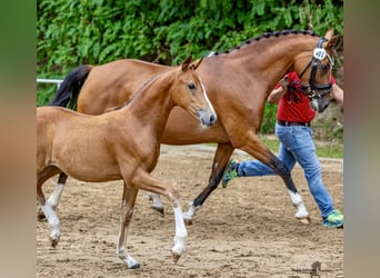 Poni alemán, Yegua, 1 año, Castaño