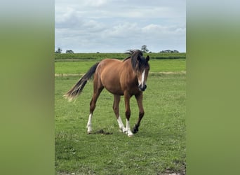 Poni alemán, Yegua, 1 año, Castaño