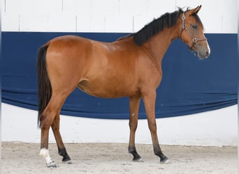 Poni alemán, Yegua, 1 año, Castaño