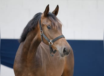 Poni alemán, Yegua, 1 año, Castaño