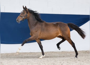 Poni alemán, Yegua, 1 año, Castaño