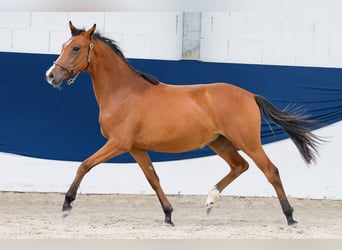 Poni alemán, Yegua, 1 año, Castaño