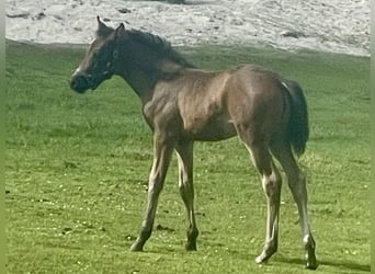 Poni alemán, Yegua, 1 año, Castaño oscuro