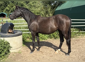 Poni alemán, Yegua, 1 año, Morcillo