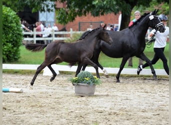 Poni alemán, Yegua, 1 año, Negro