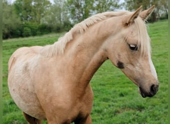 Poni alemán, Yegua, 1 año, Palomino