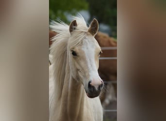 Poni alemán, Yegua, 1 año, Palomino