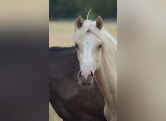Poni alemán, Yegua, 1 año, Palomino