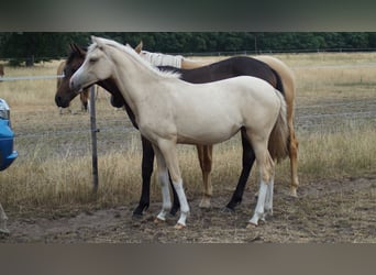 Poni alemán, Yegua, 1 año, Palomino
