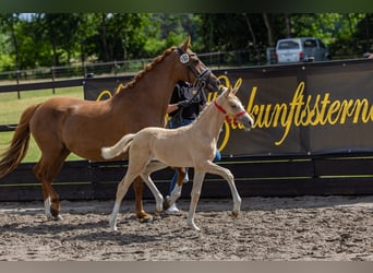 Poni alemán, Yegua, 1 año, Palomino