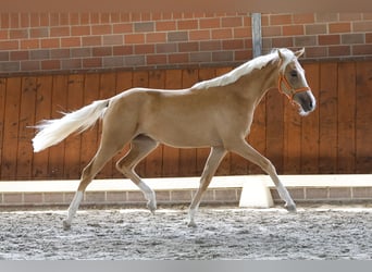 Poni alemán, Yegua, 1 año, Palomino
