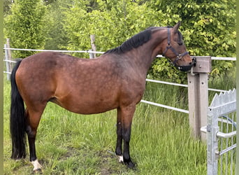 Poni alemán, Yegua, 20 años, 142 cm, Castaño oscuro