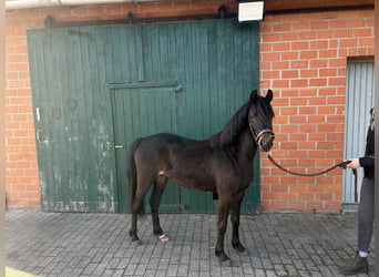 Poni alemán, Yegua, 2 años, 132 cm, Castaño oscuro