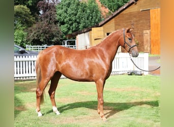 Poni alemán, Yegua, 2 años, 136 cm, Alazán-tostado