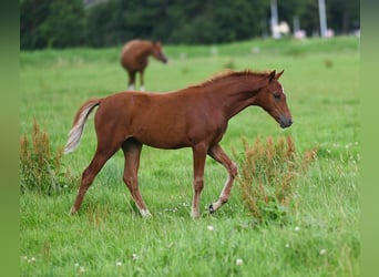 Poni alemán, Yegua, 2 años, 136 cm, Alazán-tostado
