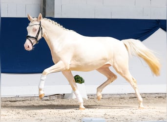Poni alemán, Yegua, 2 años, 136 cm, Cremello