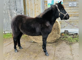 Poni alemán Mestizo, Yegua, 2 años, 140 cm, Negro