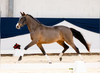 Poni alemán, Yegua, 2 años, 143 cm, Castaño