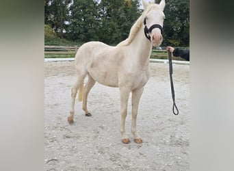 Poni alemán, Yegua, 2 años, 145 cm, Cremello