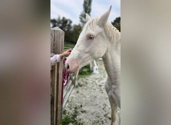 Poni alemán, Yegua, 2 años, 145 cm, Cremello