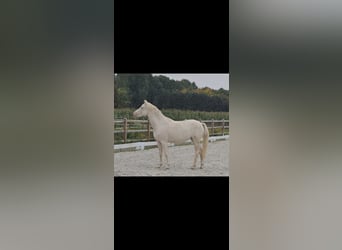 Poni alemán, Yegua, 2 años, 145 cm, Cremello