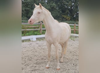 Poni alemán, Yegua, 2 años, 145 cm, Cremello