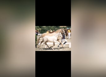 Poni alemán, Yegua, 2 años, 145 cm, Cremello