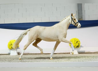 Poni alemán, Yegua, 2 años, 146 cm, Palomino