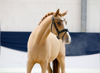 Poni alemán, Yegua, 2 años, 147 cm, Alazán