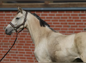 Poni alemán, Yegua, 2 años, 147 cm, Buckskin/Bayo