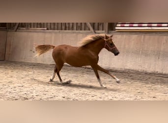 Poni alemán, Yegua, 2 años, 148 cm, Alazán