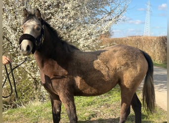 Poni alemán Mestizo, Yegua, 2 años, 148 cm, Buckskin/Bayo