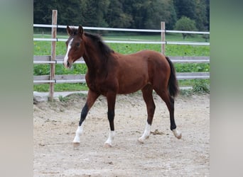 Poni alemán Mestizo, Yegua, 2 años, 148 cm, Castaño