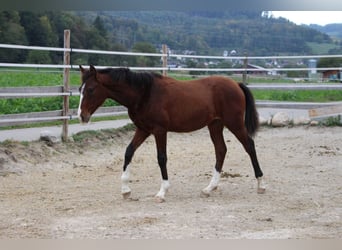 Poni alemán Mestizo, Yegua, 2 años, 148 cm, Castaño